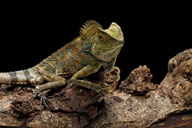 istock Forest dragon reptile on a branch 1470003415