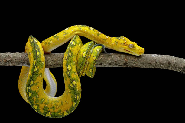 istock non-venomous snake with whole body 1470003425