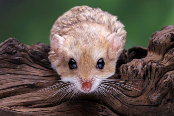 cauda gorda de gerbil isolada no fundo branco - mouse gerbil standing hamster - fotografias e filmes do acervo