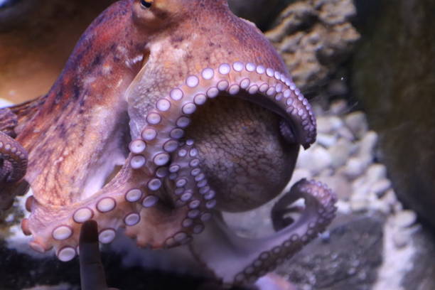 istock marine octopus in the Genoa aquarium- 1470004321