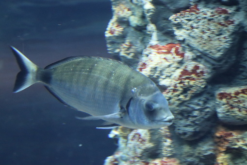 exotic fish of various colors in the Genoa aquarium