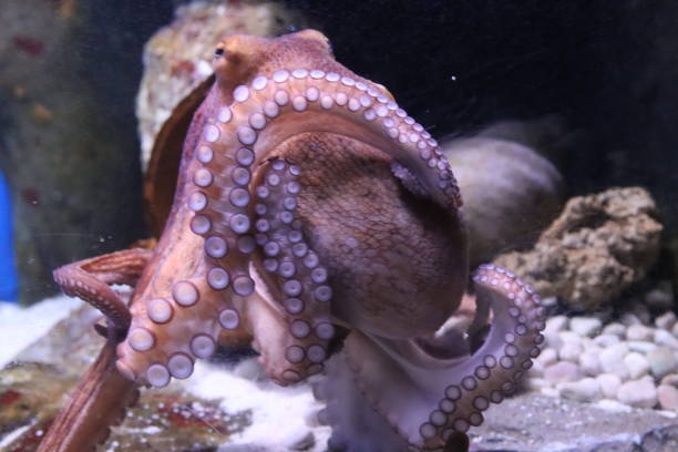 istock marine octopus in the Genoa aquarium- 1470004374