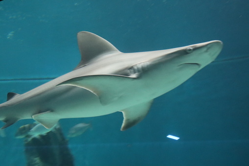 marine fish shark aquarium of Genoa