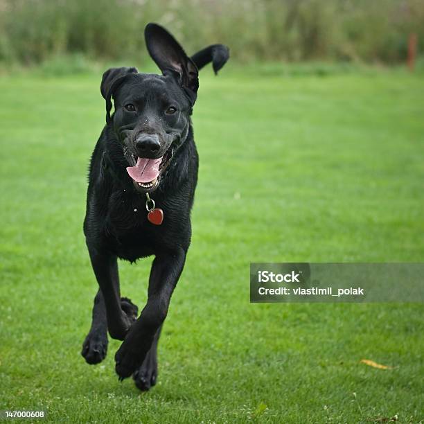 Running Szczęśliwy Labrador - zdjęcia stockowe i więcej obrazów Labrador Retriever - Labrador Retriever, Biegać, Błyszczący
