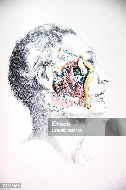 Human Dissection Underline Lithograph Illustration Dissection Of The Human Head Stock Illustration ...