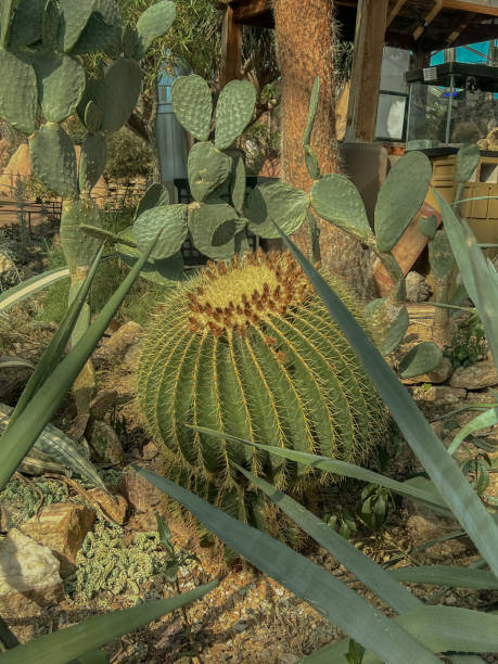 istock Photo of Barrel Cactus 1470006508