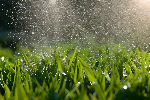 Water splash spray at the grass or garden field could be from hose or garden sprinkler. Watering the plant