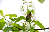 A bug on a cherry tree with white flowers and green leaves in the background, macro