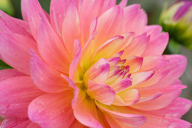 istock Dahlia 'Princess Buttercup 2' 147000819