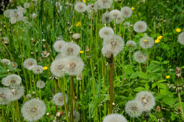 istock field of white fluffy dandelions 1470008839