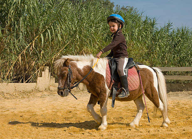 A young girl with a blue helmet riding a small horse little girl riding her miniature shetland pony pony photos stock pictures, royalty-free photos & images