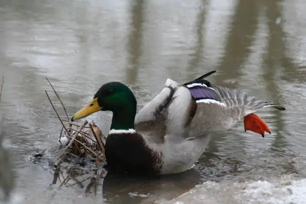 Photo of Beautiful shot of a mallard duck on the lake with wavy waters