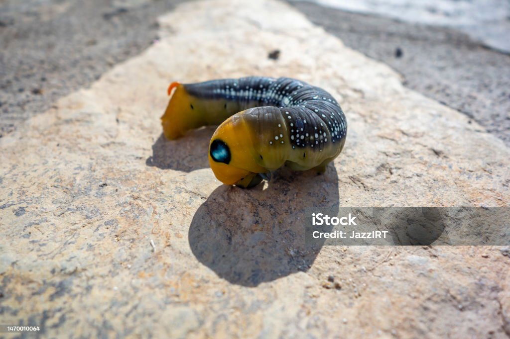 Large African caterpillars Animal Stock Photo