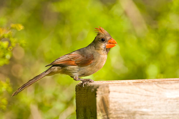 istock Female Northern Cardinal on a platform feeder 147001168