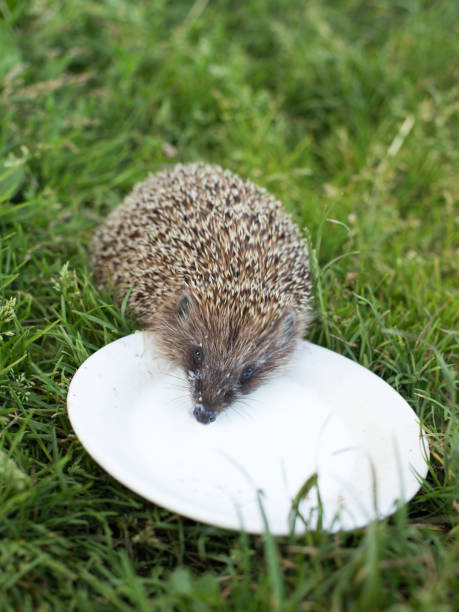 istock Domestic hedgehog, handmade young hedgehog for a walk 1470011787