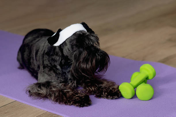 perro descansando en una esterilla de yoga, conjuntos de mancuernas detrás - exercising sports training sport gym fotografías e imágenes de stock