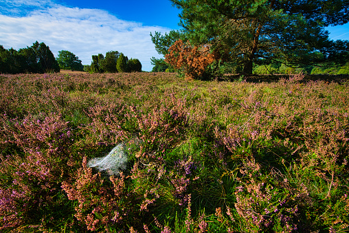 The blooming heath in the foreground houses a spider web. It stands out brightly from the dark heath. In the background are pines and juniper bushes. Clouds move across the sky on the horizon.