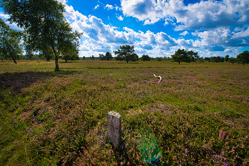 Birches and junipers can be seen in a plain in the Lüneburg Heath. In the foreground an old weathered fence post. In the center of the picture lies a faded branch. In the background more trees can be seen. In the blue sky some clouds draw their courses.