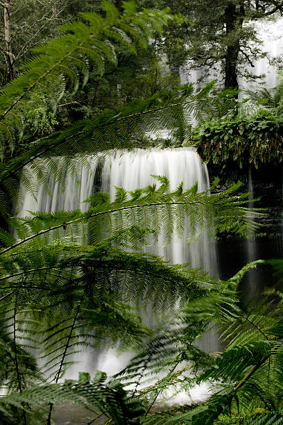 Waterfall in Tasmania stock photo