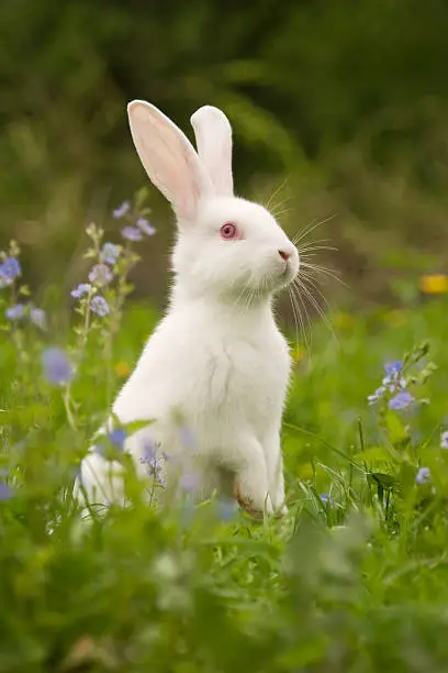 Photo of White bunny