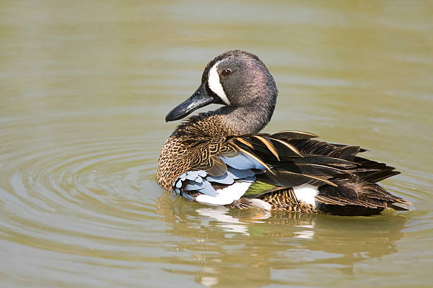 istock Blue-winged Teal swimming and preening 147001447
