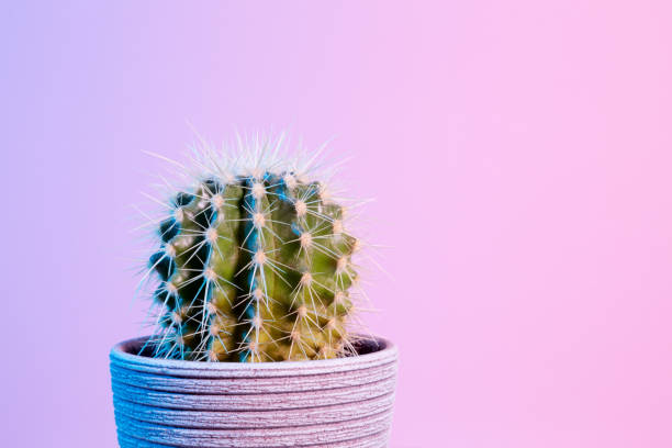 istock Neon Cactus. Green cactus in gray pot on pink background. Minimal creative stillife. Copy space 1470014757