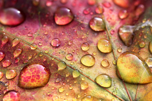 Brightly colored maple leaf in autumn with water drops stock photo