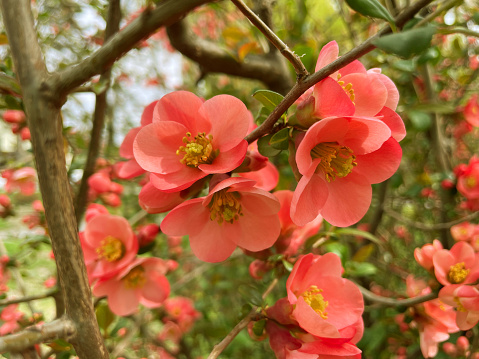 Branches Chaenomeles japonica with beautiful flowers.