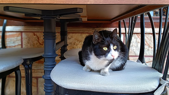 Homeless stray cat sits on a chair in a cafe, Antalya, Turkey
