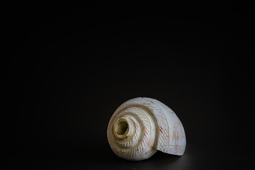 conch shell as pooja essentials for rituals during hindu religious festivals. shot against black background with copy space.