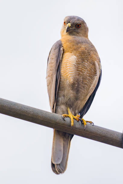 Male shikra bird sitting on a pole while stalking prey. this small predator bird is commonly seen in india.