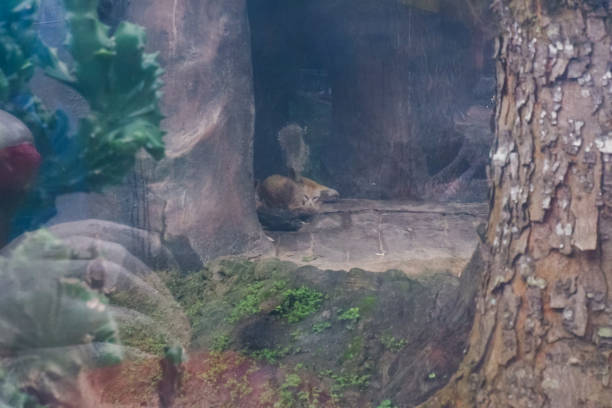 Meerkat looking back. In the background you can see the garden of a park.