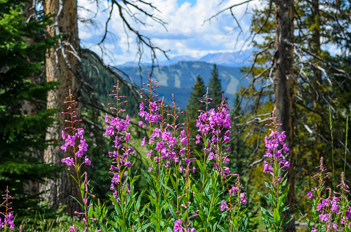 Purple Fireweed Wildflowers in front of ski trails during the summer, Vail, CO, USA.