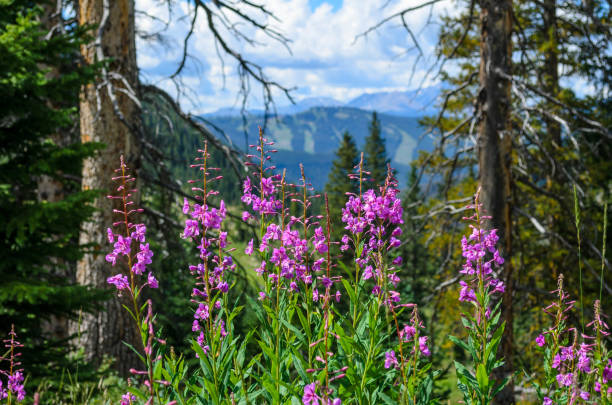 Purple Fireweed Wildflowers, ski trails during the summer, Vail, CO Purple Fireweed Wildflowers in front of ski trails during the summer, Vail, CO, USA. flower mountain fireweed wildflower stock pictures, royalty-free photos & images