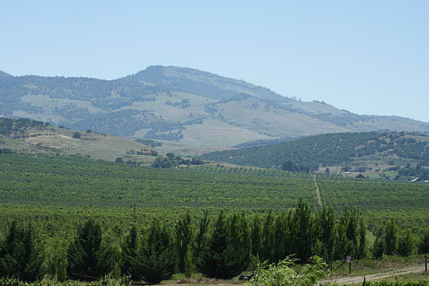 Pear Orchard stock photo