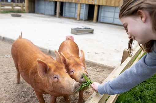 Side view of a teenage girl feeding two pigs while on a staycation in Polperro, Cornwall.