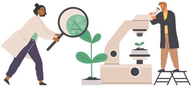 illustrazioni stock, clip art, cartoni animati e icone di tendenza di il biologo studia la cellula vegetale con il microscopio. ricerca biologica con attrezzature di laboratorio - science botany chemistry formula