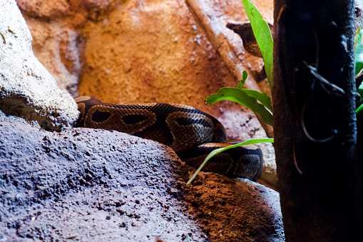 Selective focus of black milk snake perched on a rock in a dark cage