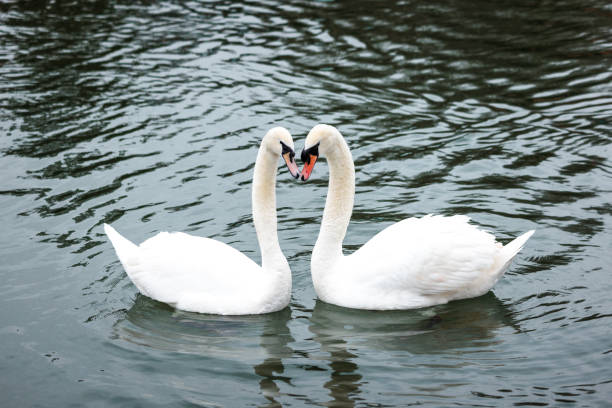 istock two swans in winter river, Romantic love 1470019169