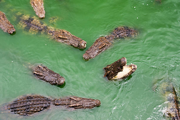 crocodiles group voracious crocodiles in water chinese alligator alligator sinensis stock pictures, royalty-free photos & images