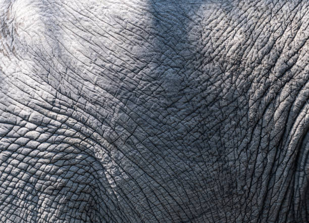 istock Skin of African Elephant (Loxodonta Africana) 1470019696