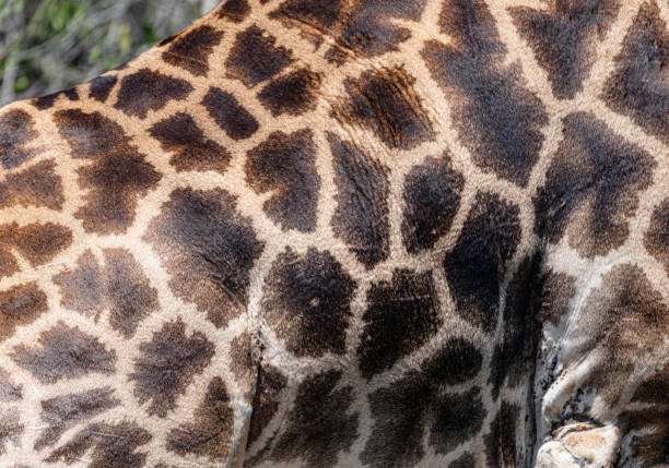 Close up of giraffe fur