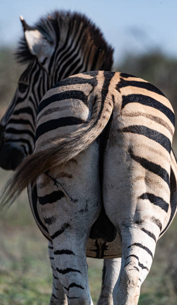 istock Zebra in the Kruger National Park 1470019810
