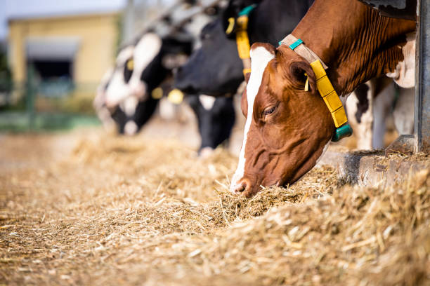 Group of cows eating hay in cowshed on dairy farm.