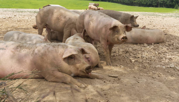 istock Pigs relaxing, tongue hanging out! 1470021411