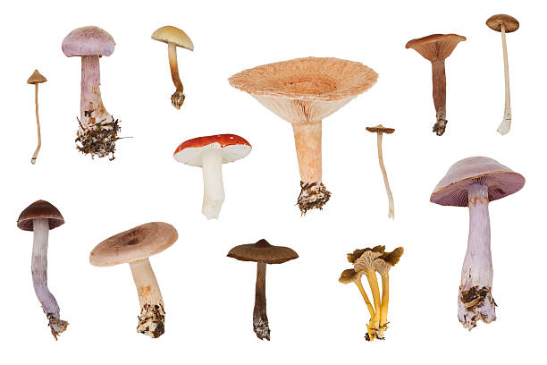 istock Chart of mushrooms 147002161