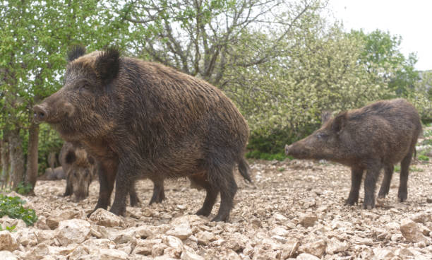 istock Wild boar close-up 1470022910