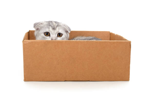 istock Little cat in the box. 1470022967
