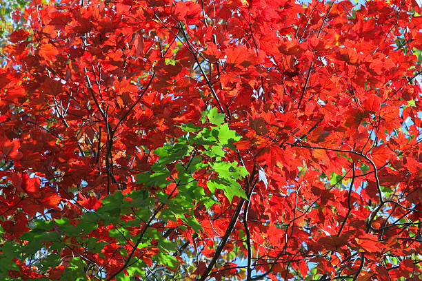 Herbst in Kontrastfarbe – Foto