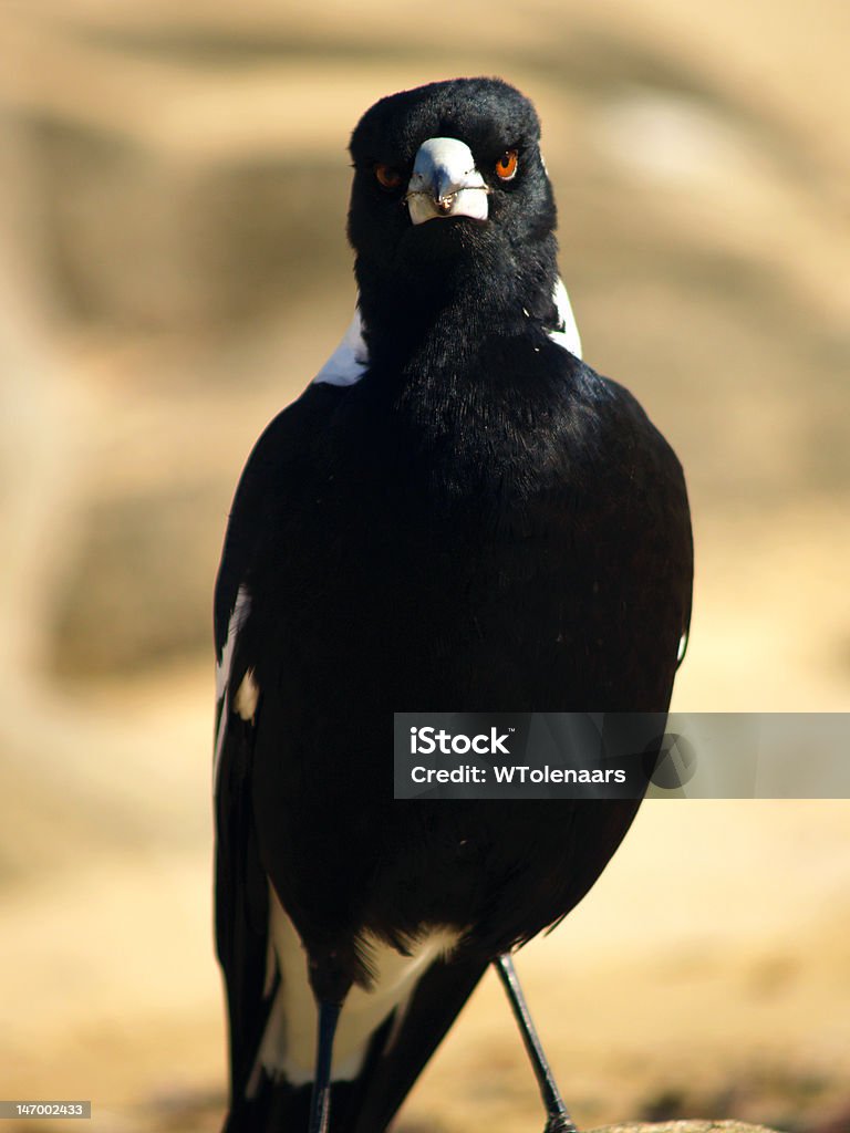 Angry Australian urraca - Foto de stock de Aburrimiento libre de derechos